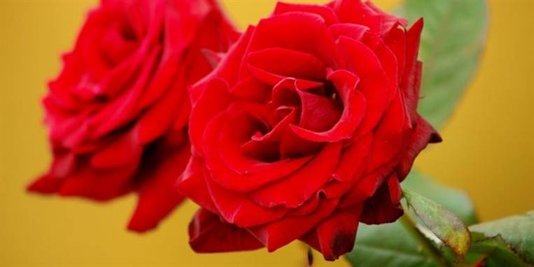 Amerikanerne kan beholde deres røde roser og romantik på Valentins Dag. Danskerne gider ikke den kommercielle helligdag.