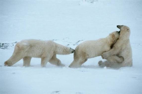 De stigende temperaturer kan slå den snehvide bamse ihjel.