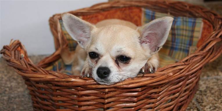 Det var en lille chihuahua som denne på kun tre kilo, der mistede livet.