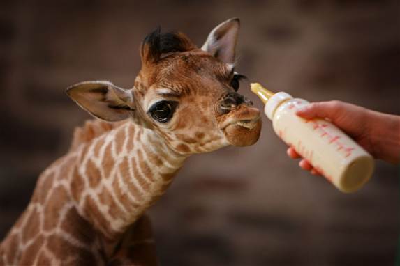 En lille ny giraf er kommet til verden i Aalborg Zoo. Her er det den 10 dage gamle girafunge Margaret fra Chester Zoo i England.