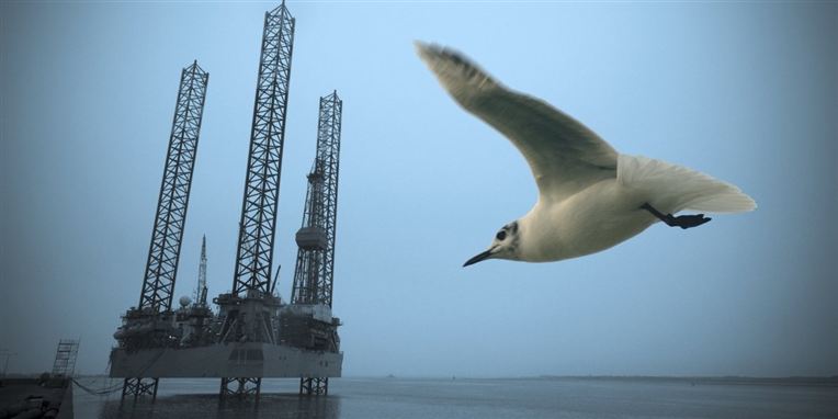 Rekrutteringsvirksomheder må se sig langt om efter arbejdskraft til de nordiske energivirksomheder, nogen gange så langt som Malaysia, Kina, USA og Mellemøsten. Det skriver Jyllands-Posten i dag.