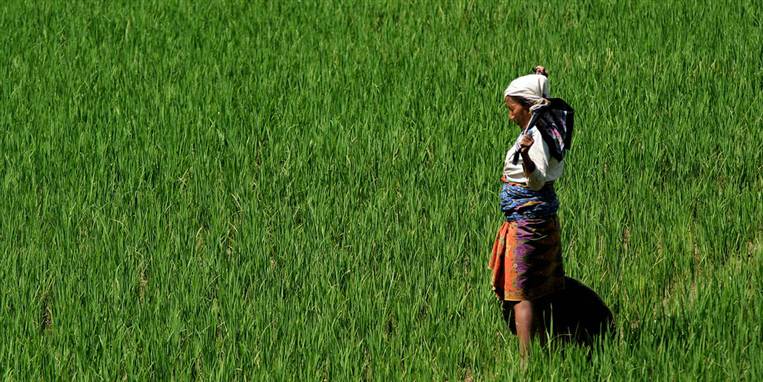 Landbruger i Nepal beskuer sin mark.