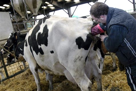 Der blev valgt én inseminør og 154 skolelærere ind i kommunalbestyrelserne ved valget forleden.