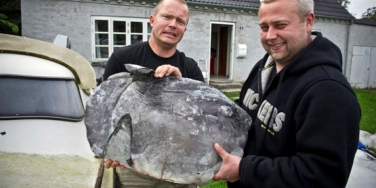 Sådan ser en klumpfisk altså ud, kan de glade fiskere konstatere.