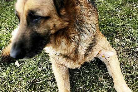 Det var en schæferhund som denne, der blev mishandlet.