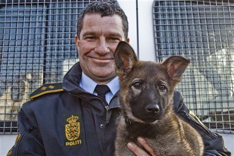 I torsdags var første arbejdsdag for schæferhvalpen Ester. Søren Bjeverskov derimod er en garvet hundefører med 14 års erfaring. Nu skal han træne Ester til at blive en dygtig patruljehund.  <b>Foto: Julie Moestrup</b>