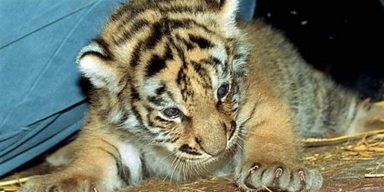 Odense Zoo oplever tit, at især unge mennesker vil på besøg - uden for lukketid.