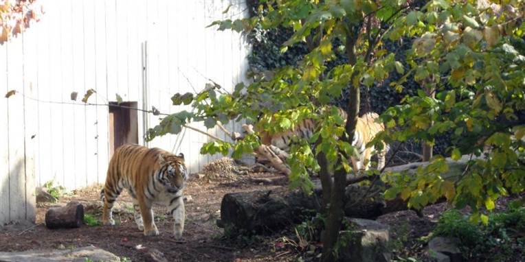 Det var den 11. juli om morgenen, at den 20-årige blev fundet dræbt inde hos de farlige dyr i Københavns Zoo.