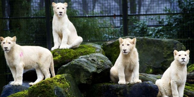 Europas første hvide løver stak i dag hovedet frem for offentligheden i Ouwehands Zoo i Rhenen i Holland.
