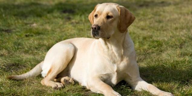 Balder var denne type lyse labrador. Han blev ti år gammel.