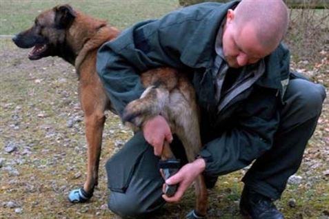 En mand er død i politiets varetægt. Tidligere var han blevet bidt af en politihund. Arkivfoto.