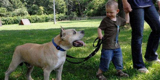 En af de forbudte racer er den amerikanske staffordshire terrier - i daglig tale kaldes den 'Amstaff'.