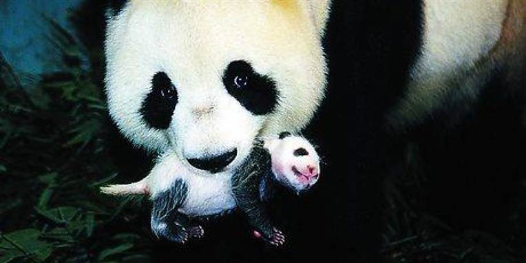 Pandabjørnen en truet dyreart, og der menes kun at være 1600 pandaer tilbage i Kinas bjergrige skove. Nu er den sidste Panda i Berlins zoo død.
