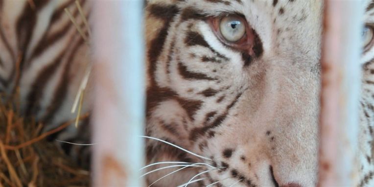 Manden hoppede tilsyneladende selv ned til tigerne fra et tog. Arkivbillede.