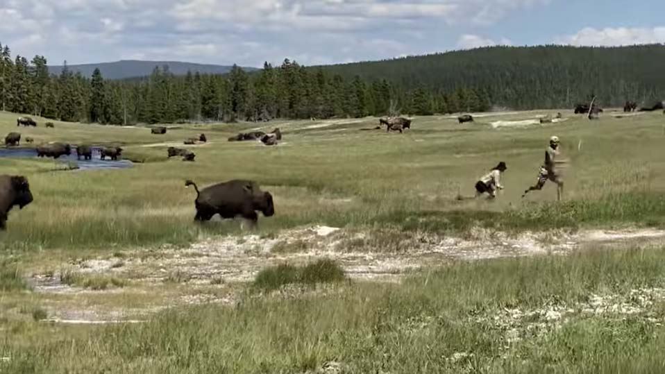 To personer flygter fra en bison i nationalparken Yellowstone i USA