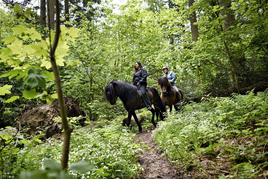 To kvinder på hest i skoven Tisvilde Hegn 