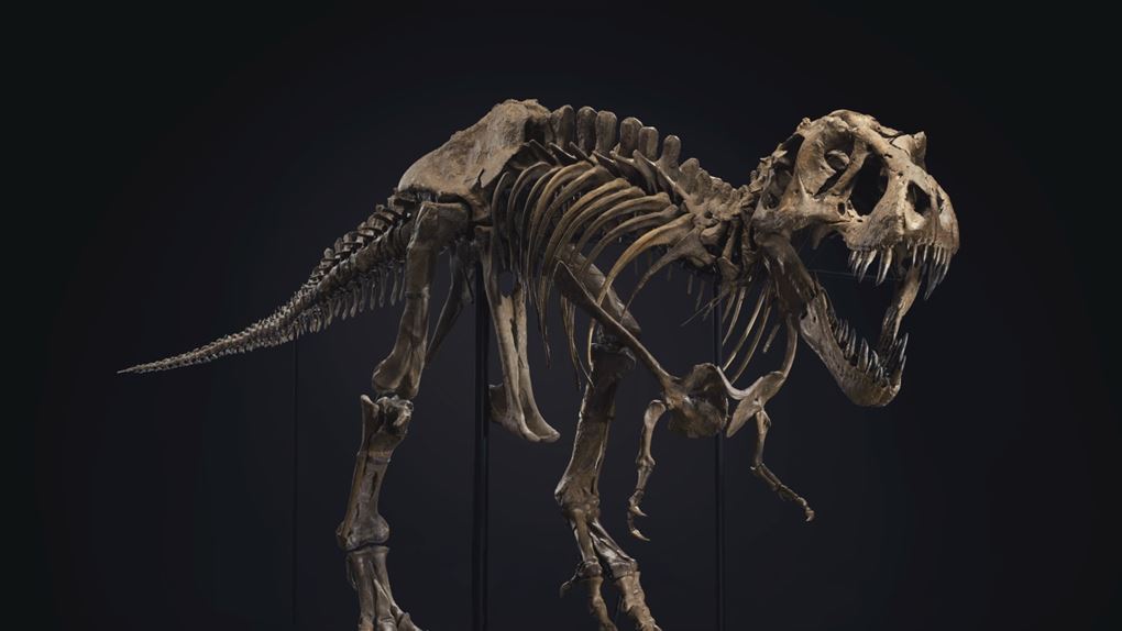 Skelet af Tyrranosaurus Rex