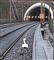 en svane står på et jernbanespor