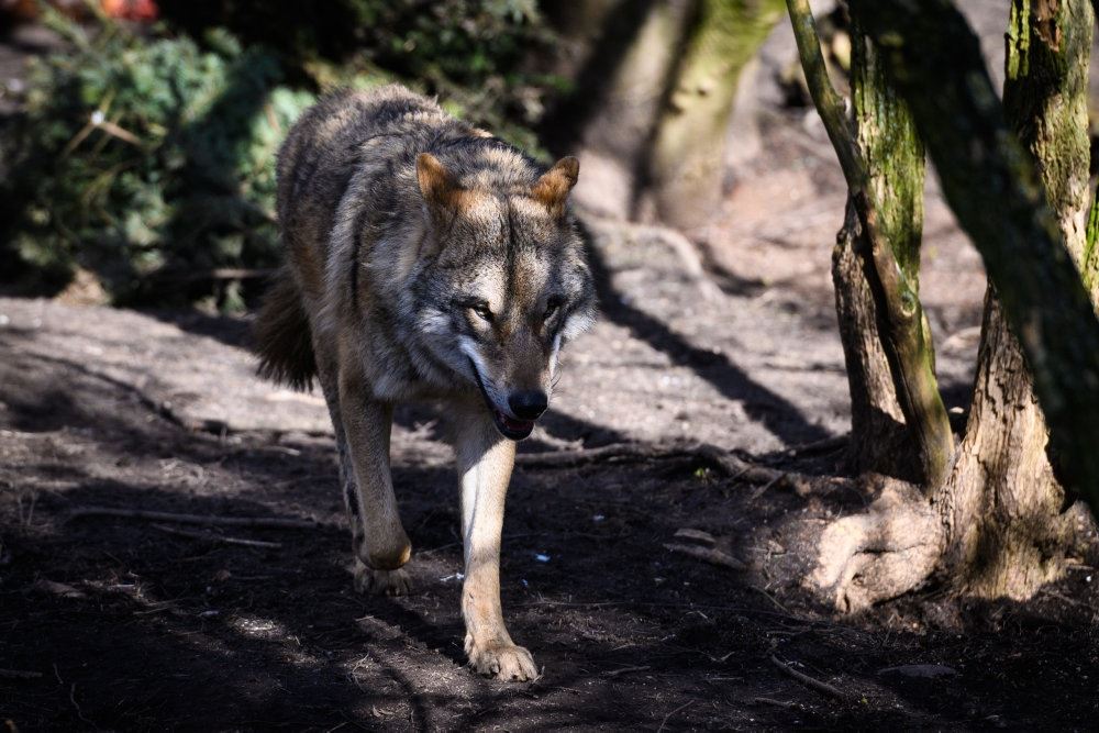 Billede af en ulv