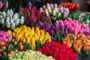 billede af buketter med tulipaner