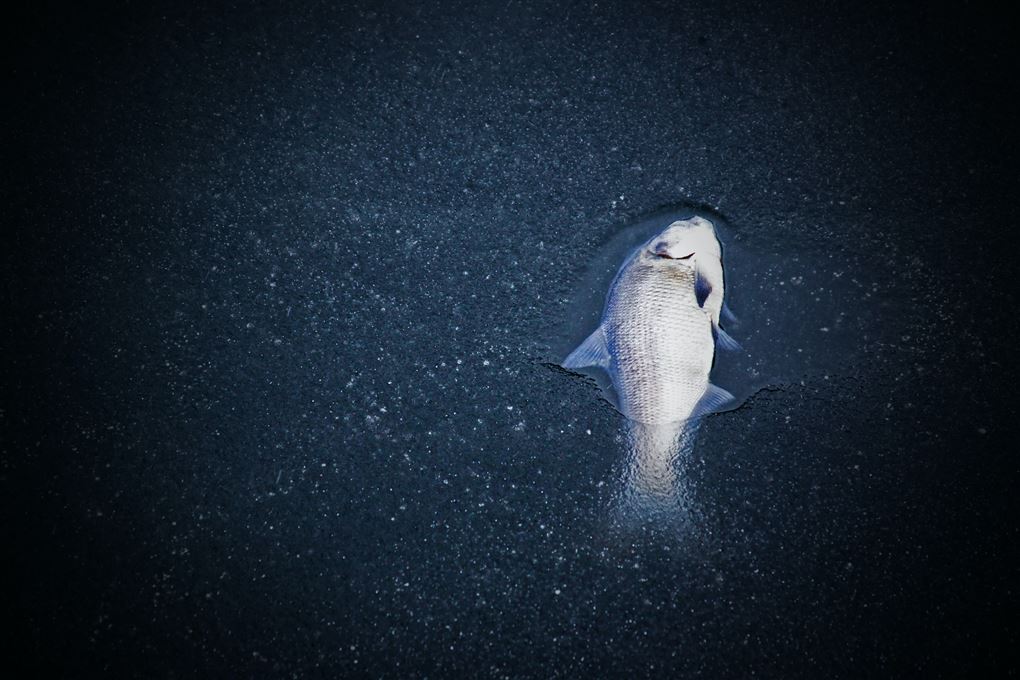 En død fisk i vandoverfladen