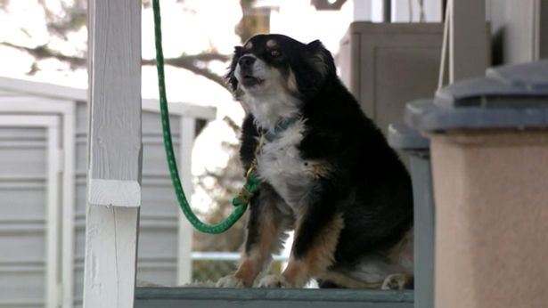 En småtyk border collie med en grøn hundesnor på en veranda.