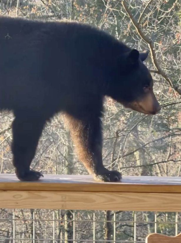 Bjørn balancerer på rækværk 