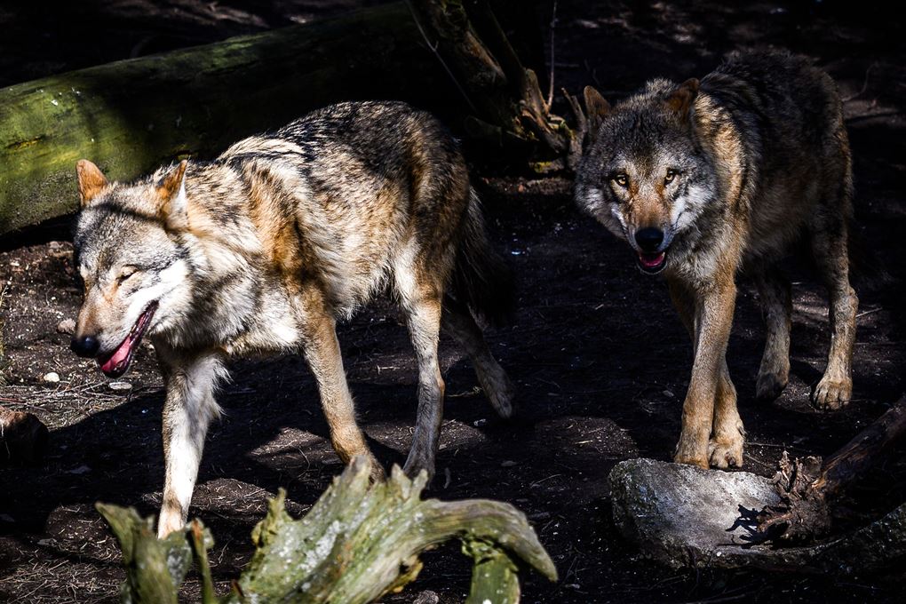 billede med to ulve