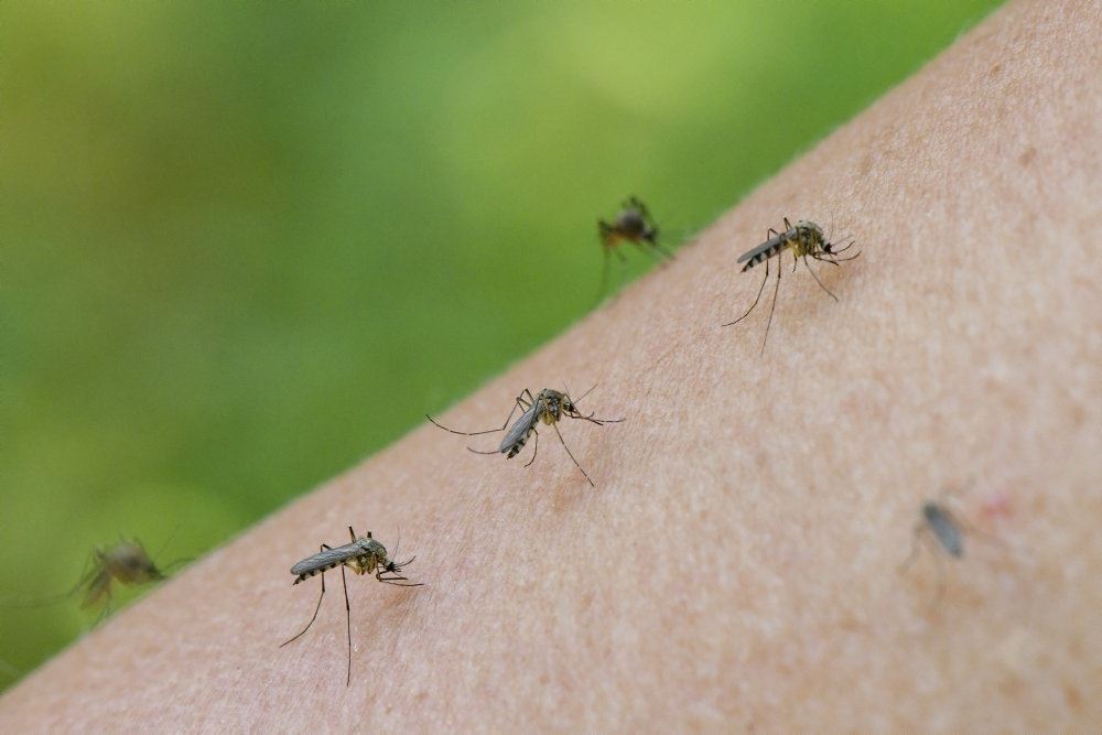 myg sidder på arm