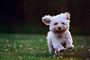 glad hundehvalp løber i græsset 