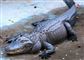 En stor alligator sover