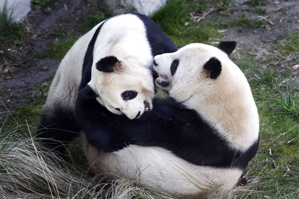 To pandaer leger