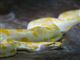 En hvid og gulplettet slange