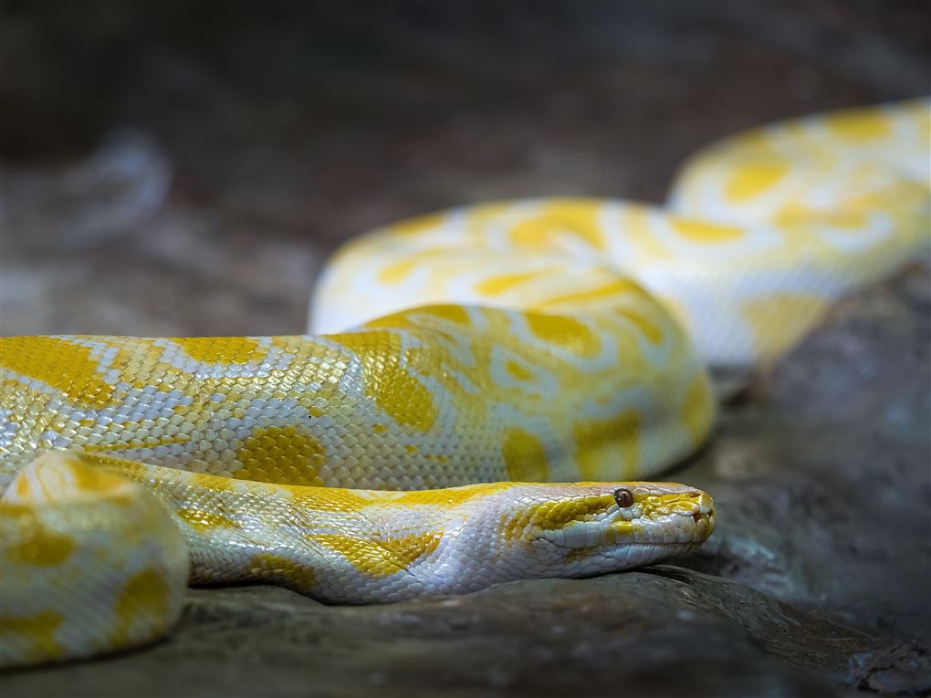 En hvid og gulplettet slange