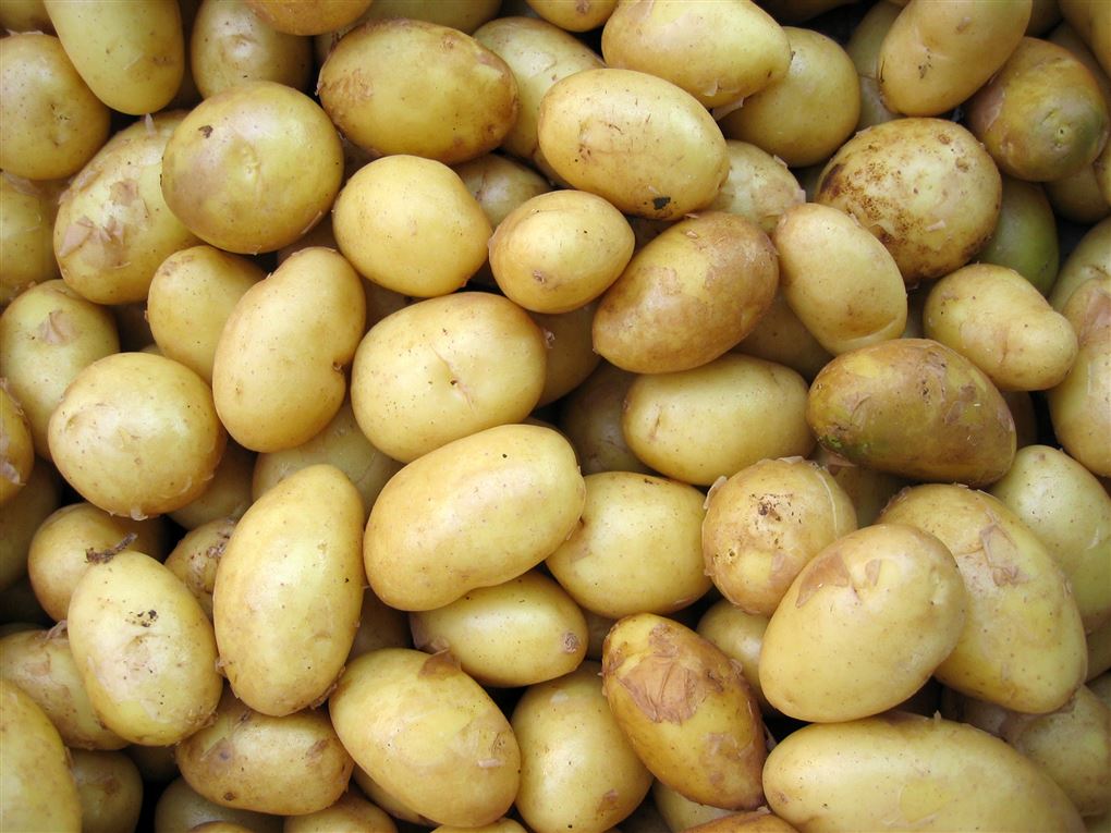 Nye kartofler en masse