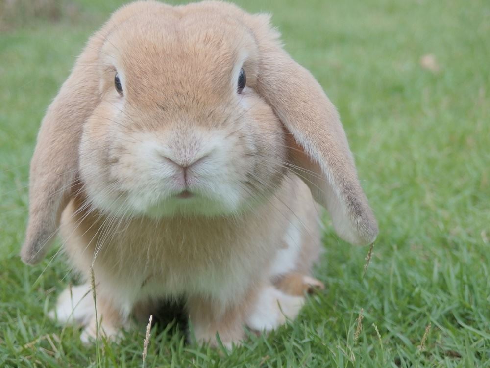 kanin sidder på græs 