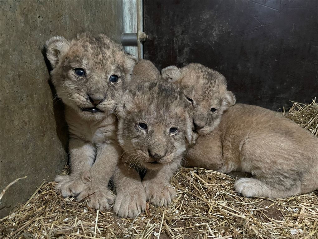 Tre små løveunger