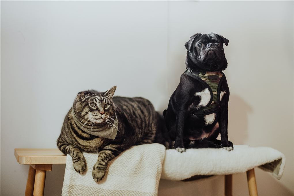 En hund og en kat på en bænk