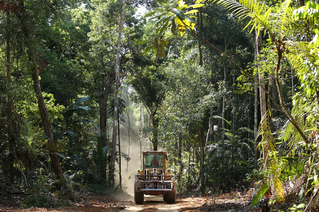 jungle i amazonas