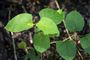 japan-pileurt en lille plante med grønne ovale blade