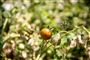 tomatplante i solskin