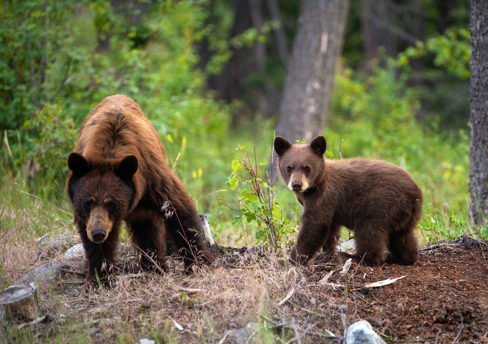 to bjørne i naturen