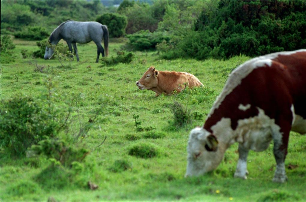 Græssende køer og en hest