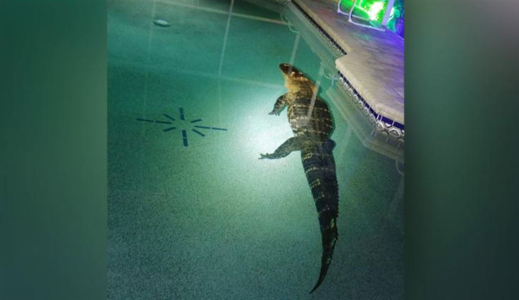 En alligator i en pool