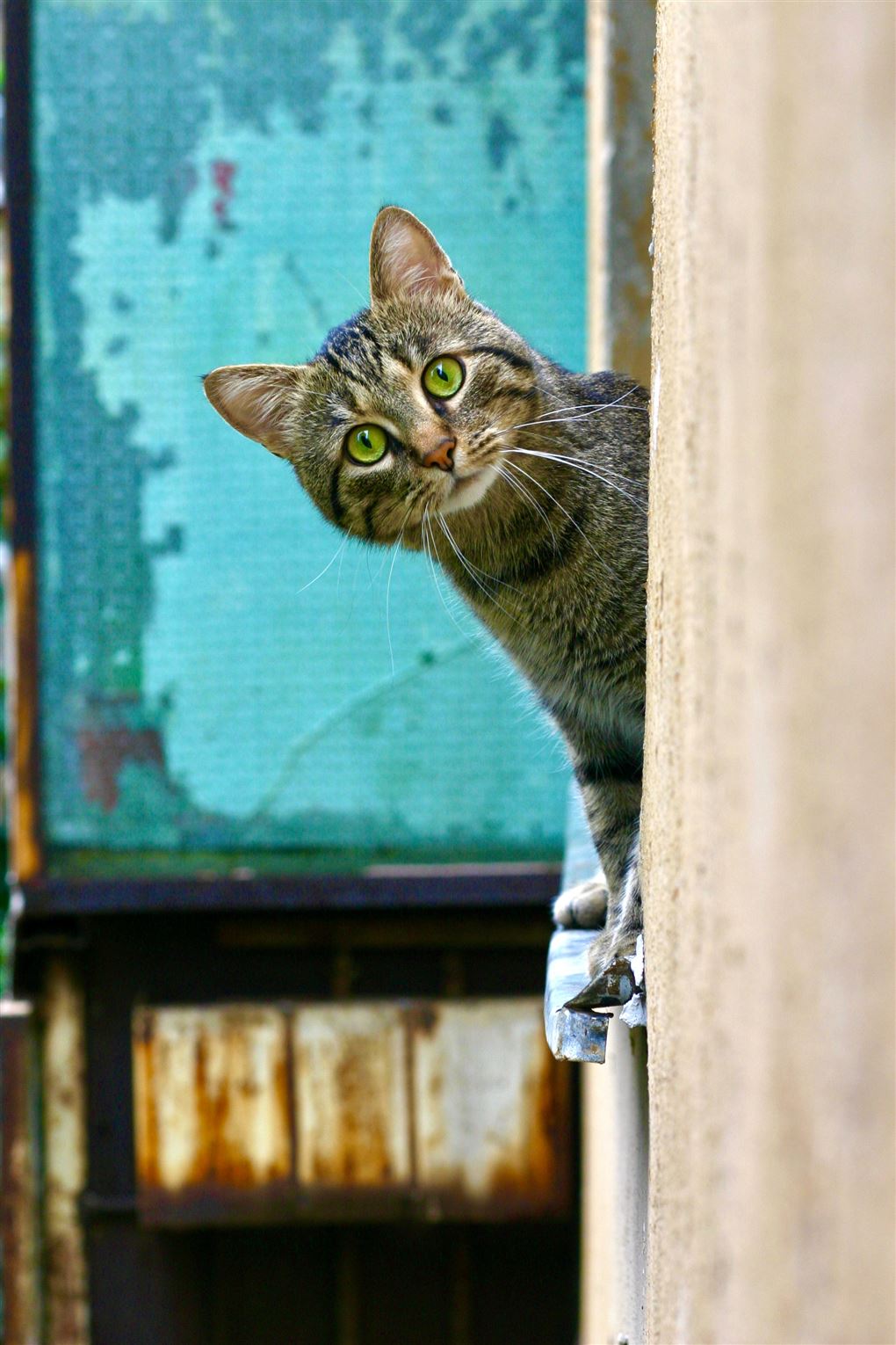 En kat kigger forundret frem bag en mur