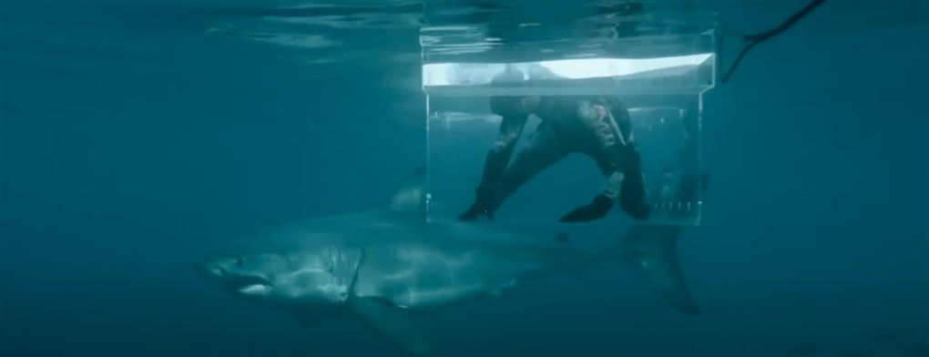 En dykker i glasbur observerer en kæmpe hvidhaj
