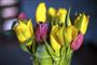 tulipaner i en vase