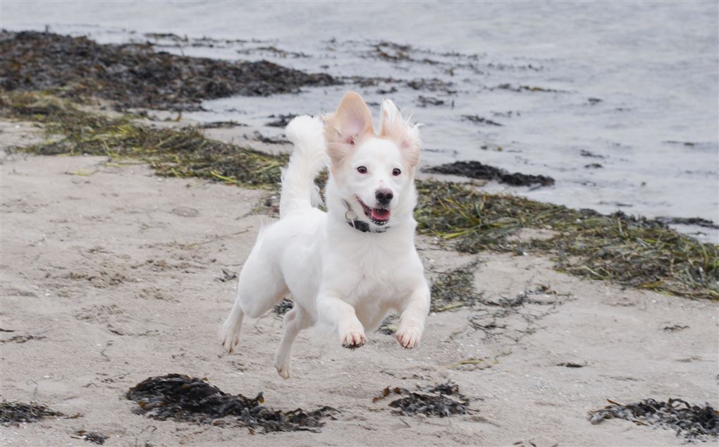 hund løber på strand