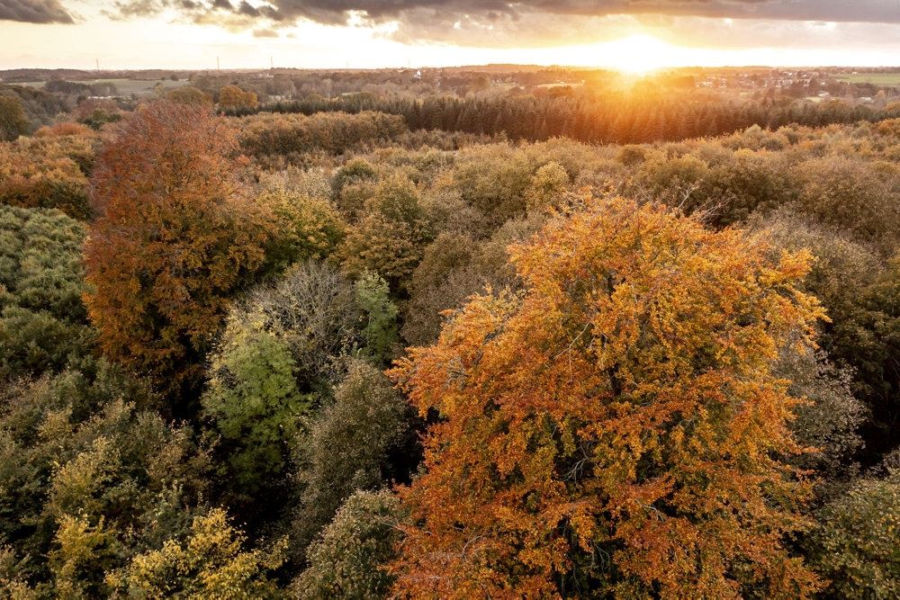 Sol over en skov i efterårsfarver