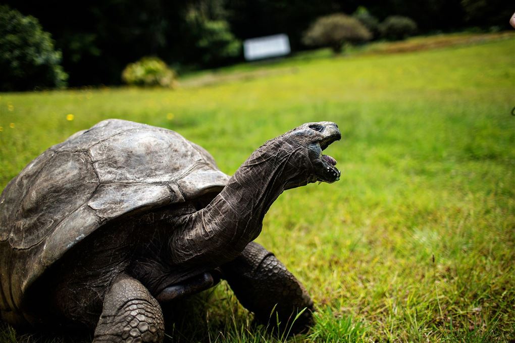 En store landskildpadde på græs
